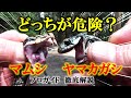 どっちの毒が"命取り"？マムシとヤマカガシ、驚きの違いをプロが解説