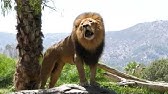 tövis az oroszlán péniszén erekció erősítése népi módon