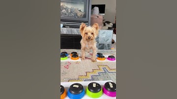 Dog Uses Talking Buttons to SWEAR!