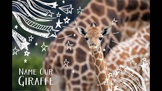 Name Our Giraffe