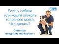 Если у собаки или кошки опухоль головного мозга что делать?