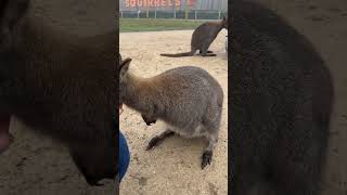 FEEDING WALIBIS #walibi #food #animals #nature #youtubeshorts