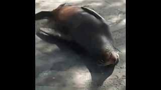 El baile del lobo - San Cristobal Island - Ecuador