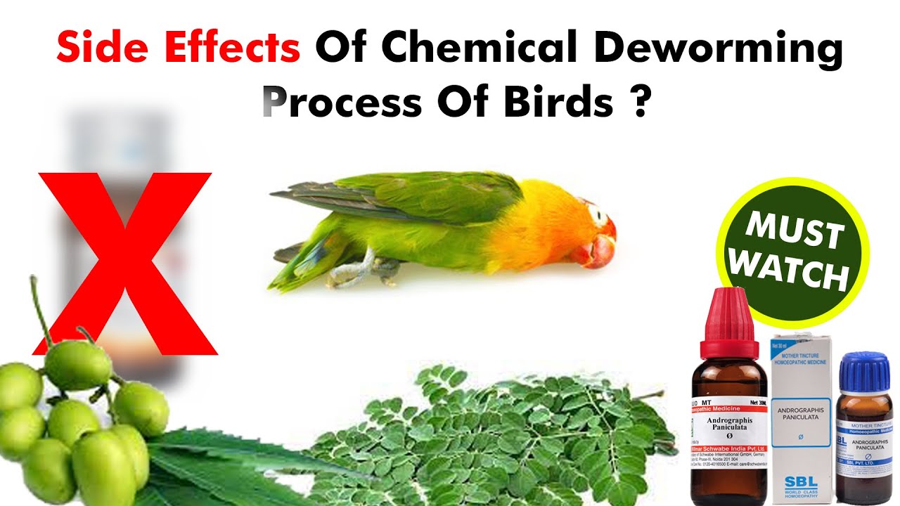 Side Effects Of Chemical Deworming Of Our Birds ? Natural & Homeopathy For Deworming . YouTube