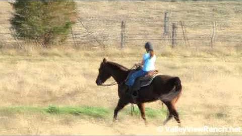 Little Suzana     ***For info, price, etc., go to our website*** Valley View Ranch