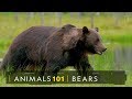 101動物教室 熊 國家地理 雜誌 101動物教室 熊 國家地理 雜誌