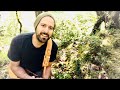 Capture de la vidéo The Ballad Of Ivy Green | Acoustic Daily Song Journal | Tree Top Troubadour
