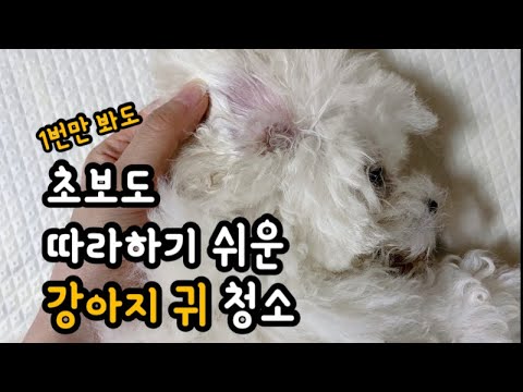 정말 쉬운 강아지 귀 청소 관리방법