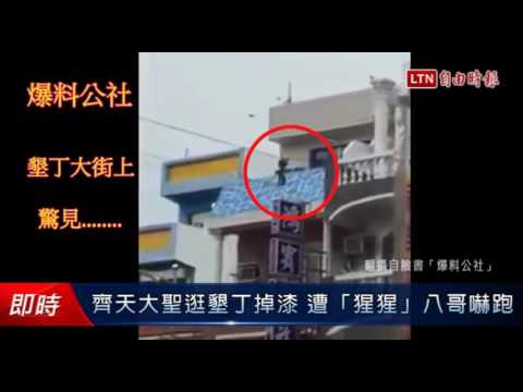 齊天大聖逛墾丁掉漆 遭「猩猩」八哥嚇跑 - 齊天大聖逛墾丁掉漆 遭「猩猩」八哥嚇跑