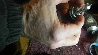 2003 Mazda Protege5   Low Beam Headlight Bulb