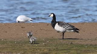 Barnacle Goose