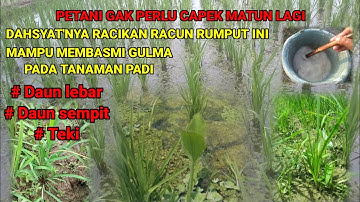 Dahsyat