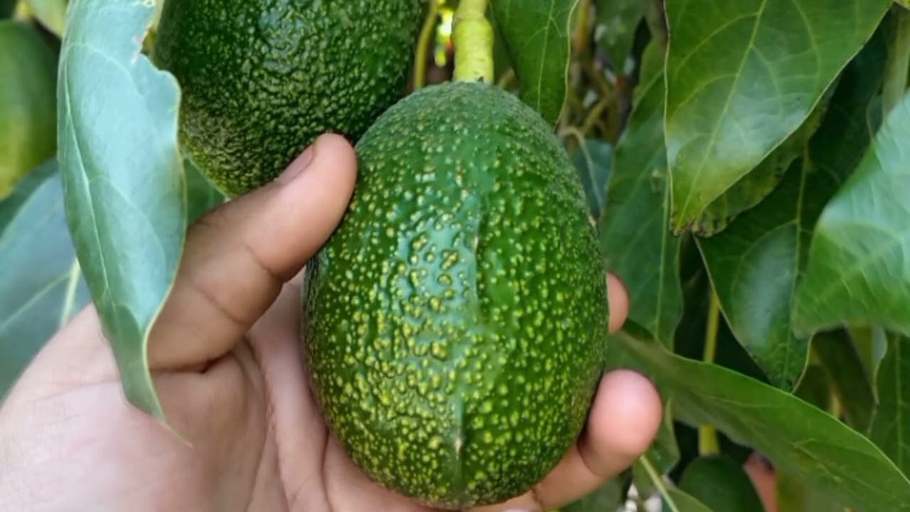 CURSO ARBORICULTURA FORESTAL- VISITA AL VALLE DE OMATE PRESENTADO POR DIANA PARI P.