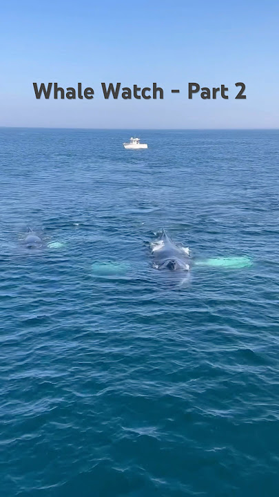 🐋 Whale Watch in Provincetown, Part 2!