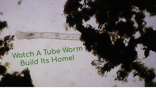 Pond Water Under a Microscope | Tubeworm Building A Home Out Of Pond Scum