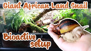 Bioactive Giant African Land Snail setup