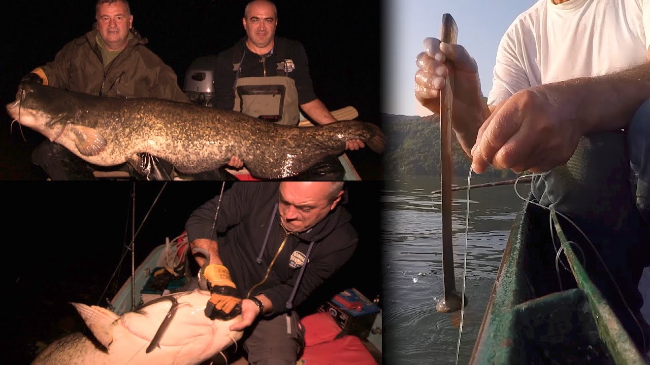 Italija Minćo - Pecanje velikog soma na bućku | Fishing big catfish in Italy