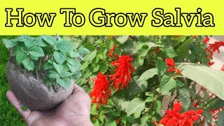 How Go Grow Salvia (Splendens Scarlet Sage)Salvia Flower Plant||Easy Grow salvia Flower At Home