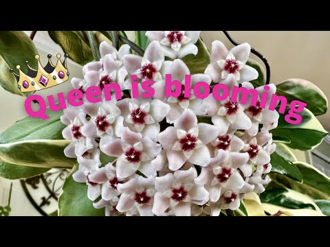 Hoya Carnosa Krimson Queen Care Blooms And Propagation