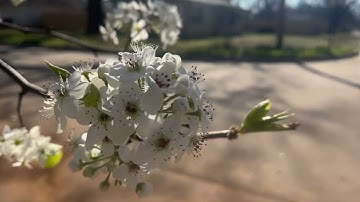 Naturally Speaking - Bradford Pear Trees