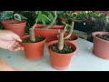 Comment faire pousser un grand tronc darbre  argent bongsai pachira aquatica 
