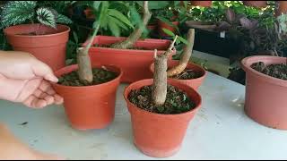 How To Grow Big Trunk Money Tree Bongsai/ Pachira Aquatica/ 粗壮发财树 screenshot 3