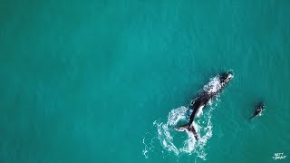 EPIC 4K Drone Footage of Whales and their Babies! (Rare Drone Footage) by Matt Tarrant 1,081 views 6 years ago 2 minutes, 23 seconds