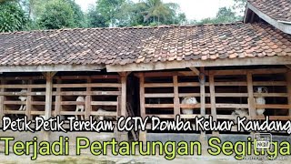 DETIK DETIK TEREKAM CCTV DOMBA KELUAR KANDANG, TERJADI PERTARUNGAN SEGITIGA
