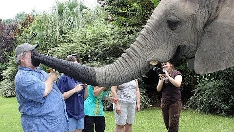 CUte Elephant  - Funny Elephants Trolling Human Compilation - DayDayNews