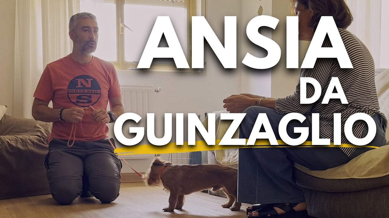 Come evitare di trasmettere ansia al cane attraverso il guinzaglio.
