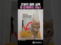 고양이 점프 실력 몇 단계까지 가능? #고양이