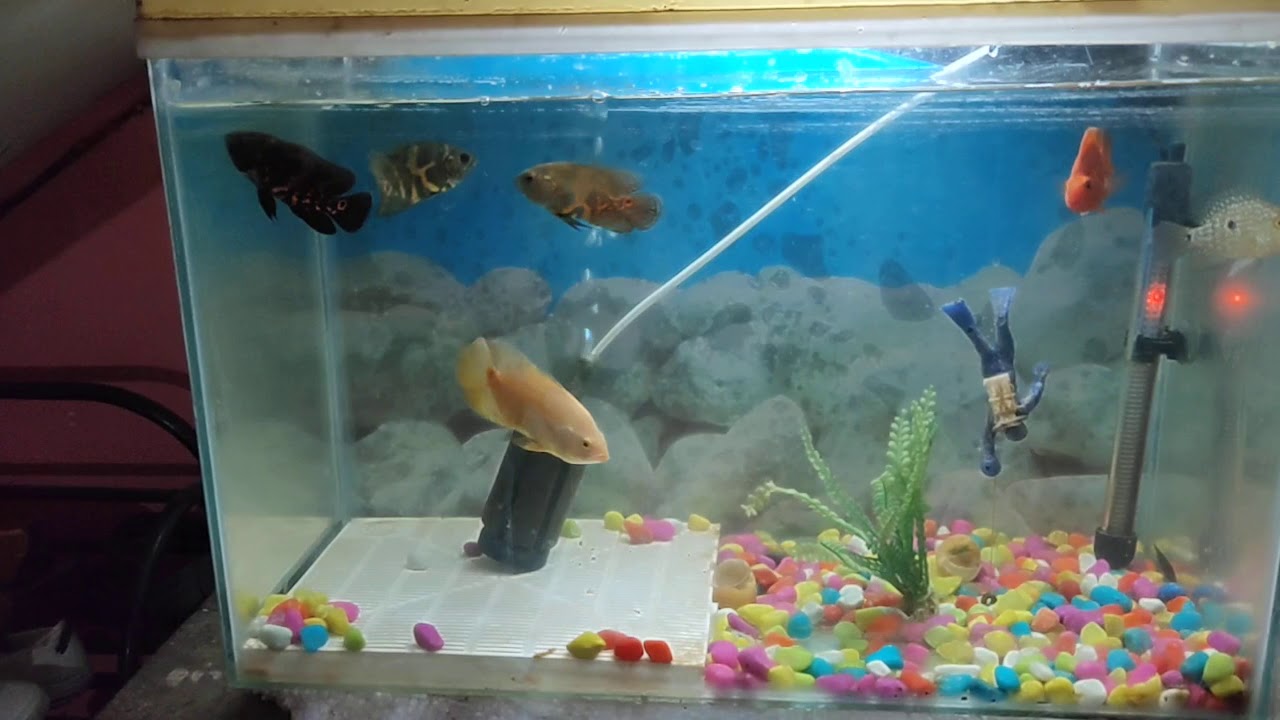 My baby oscar fish YouTube