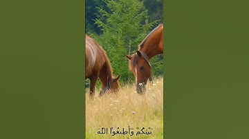 سورة الأنفال و،.كا.نك تسمعها لأ،؛و.ل مر.ة💔،؛🌸❣️🏵️،؛💛🌼💟بصوت الشيخ حمزة مد،بو.ح 🧡💓،.💜❤️..🌷💗💐