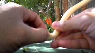 Making Drift Wood Out of Curly Willows