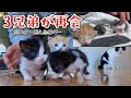 苦難を乗り越えた3兄弟が再会することができました。【海に投棄された子猫編】