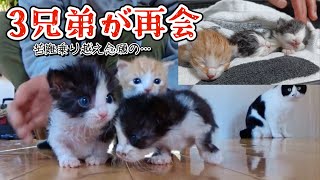 苦難を乗り越えた3兄弟が再会することができました。【海に投棄された子猫編】