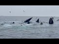 Cape Cod Humpback Whales Bubble Feeding and Breaching