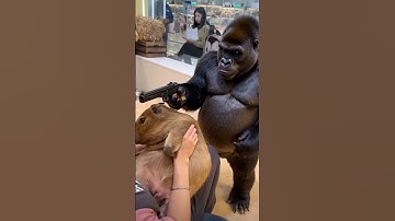 Capybara’s bodyguard arrives 🦍