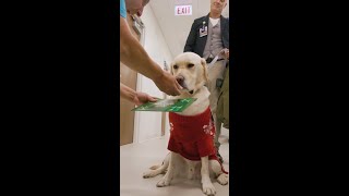 Holiday Greetings From Rush
💌 🐾 Special delivery! From Chicago to Aurora, with a few stops in between, Murray — the Rush staff and student therapy dog — made his way across Rush sharing holiday greetings and cheer. Best wishes for a joyful holiday season, from all of us at Rush.
#Shorts Holiday Greetings From Rush
