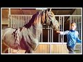 A Stallion's First Lunging Experience - The Good & Bad - Understanding What The Horse Learns