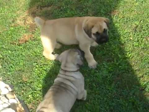 assisted dog mating