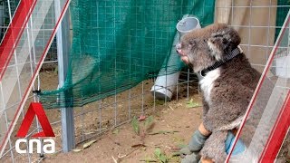 Kangaroo Island: A shadow of its former self