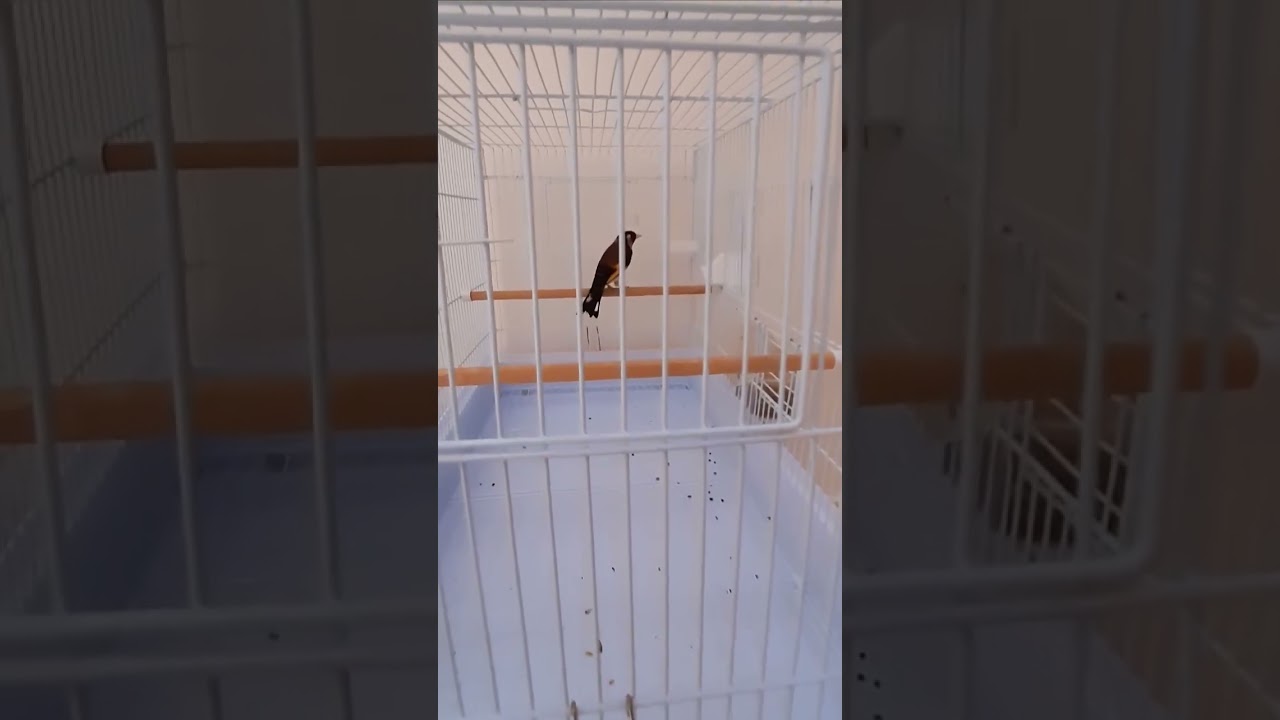 تغريد حسون لتجهيز الانثى