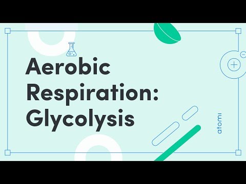 QCE Biology: Aerobic Respiration: Glycolysis