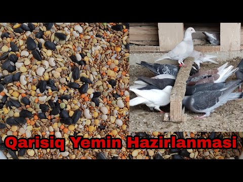 Video: Göyərçinlər nə yeyir?