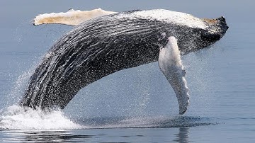 Stranded Deep: Glitchy Humpback Whale.