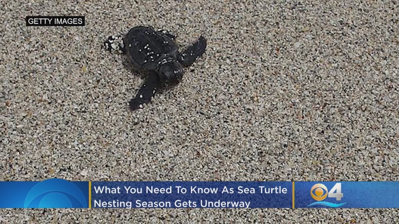What You Need As Sea Turtle Nesting Season In Florida Gets Underway ...