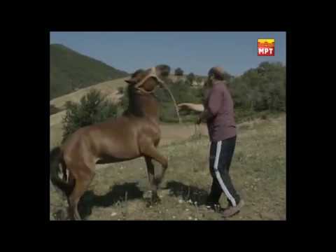 Video: Yomud Konj