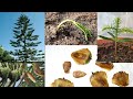 como reproducir PINO por semilla | Sembrar Araucaria Heterophylla excelsa