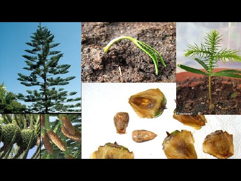 ▷ Cómo plantar piñones de araucaria: guía fácil y práctica